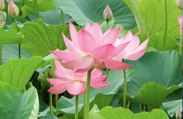 雅安：盛夏七月 荷花绚烂满雨城_fororder_绽放的荷花-供图-雨城区融媒体中心