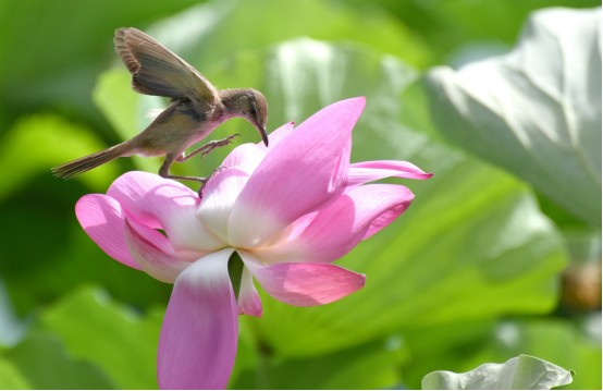 （原创）河北邯郸：荷花盛时苇莺随 花香飘溢闻莺啼_fororder_河北邯郸：荷花盛时苇莺随 花香飘溢闻莺啼197