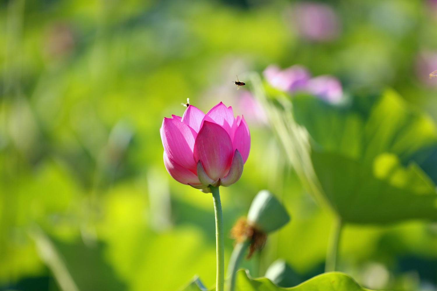 图片默认标题_fororder_荷花惹来蜜蜂采 摄影 田素然