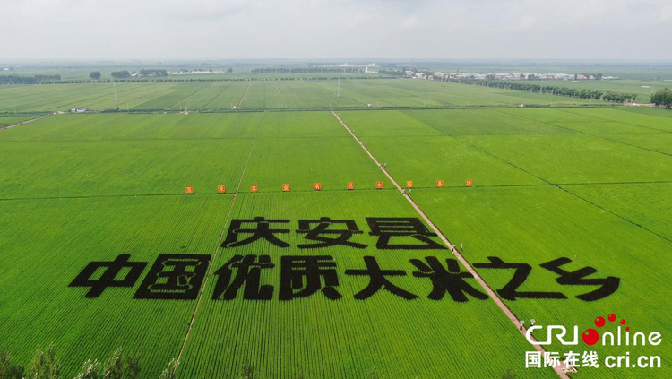 “绿”动庆安向未来——写在2023黑龙江绥化庆安绿色水稻文化节即将召开之际_fororder_8