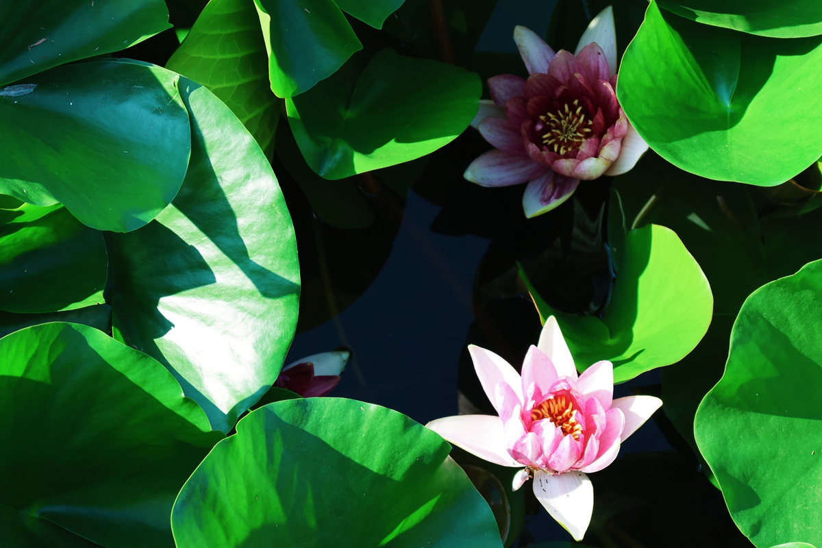 图片默认标题_fororder_荷花花蕊初显端倪 摄影 康胜