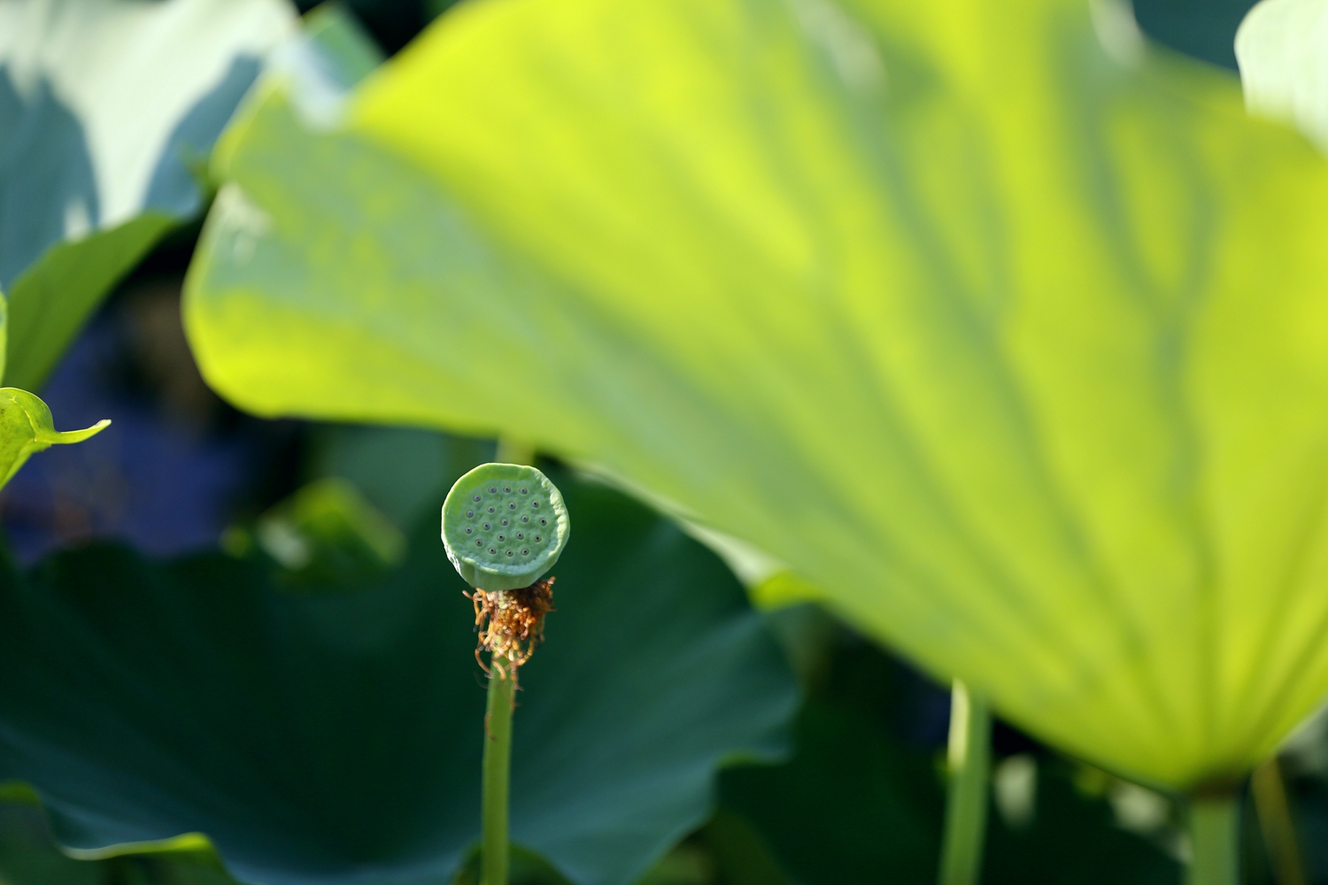 图片默认标题_fororder_荷叶下的莲蓬 摄影 田素然