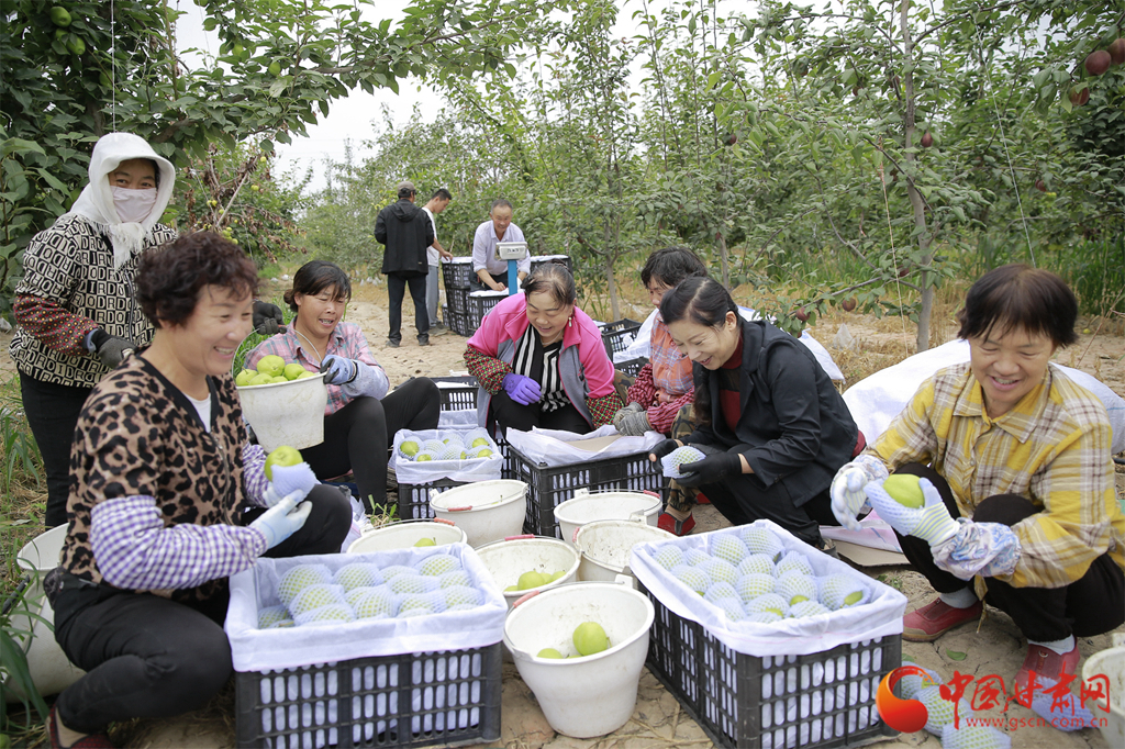 【隴拍客】甘肅高臺：千畝梨園“豐”景如畫