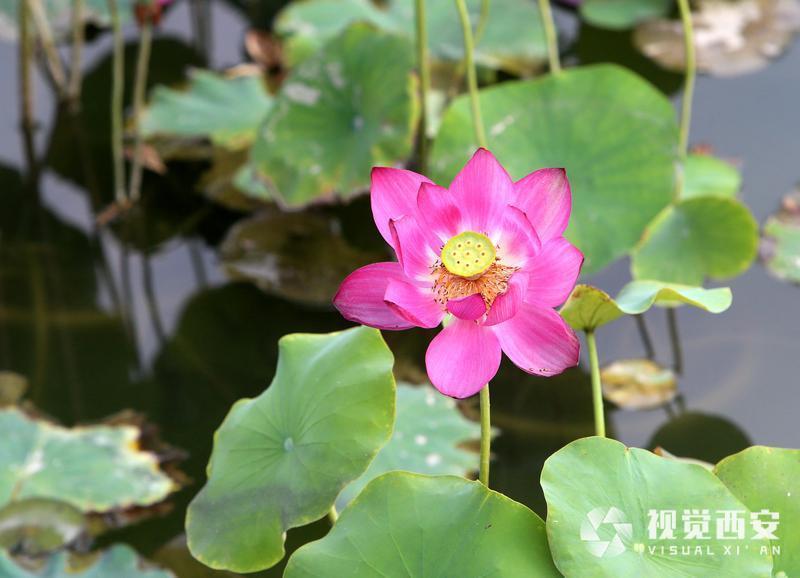 大唐芙蓉园荷花盛开