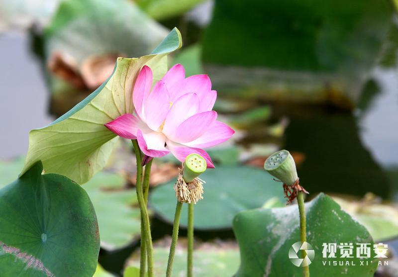 大唐芙蓉园荷花盛开