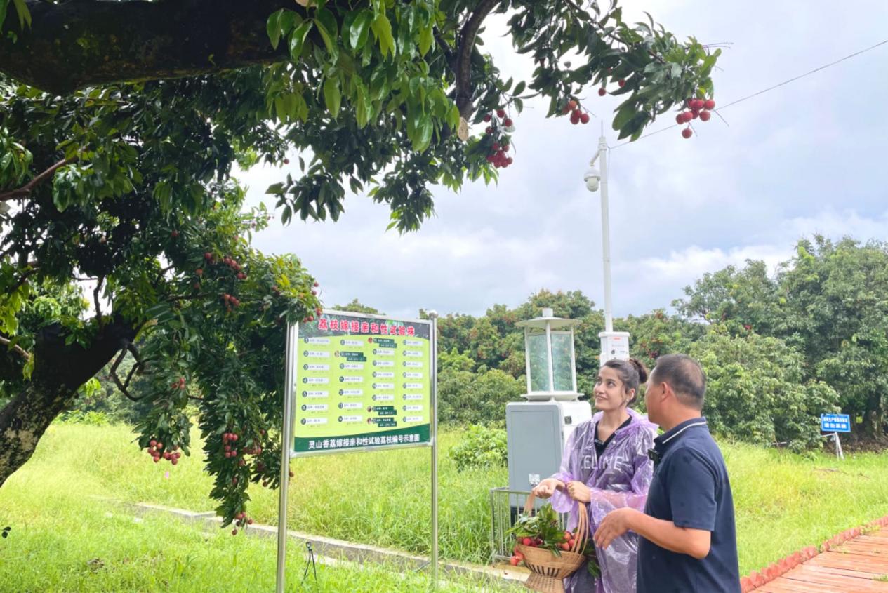 “雲説壯美 欽州正當紅”|土耳其網紅達人解鎖夏日美“荔”之旅_fororder_20230718_194207