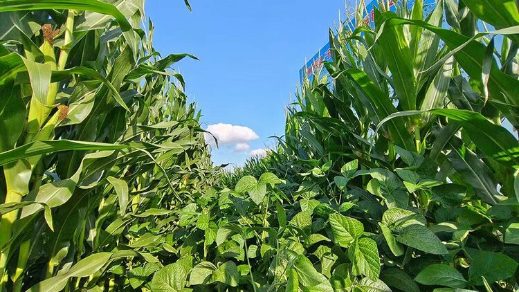 天水秦州：大豆玉米帶狀複合種植 助力農戶“一地雙收”_fororder_t1