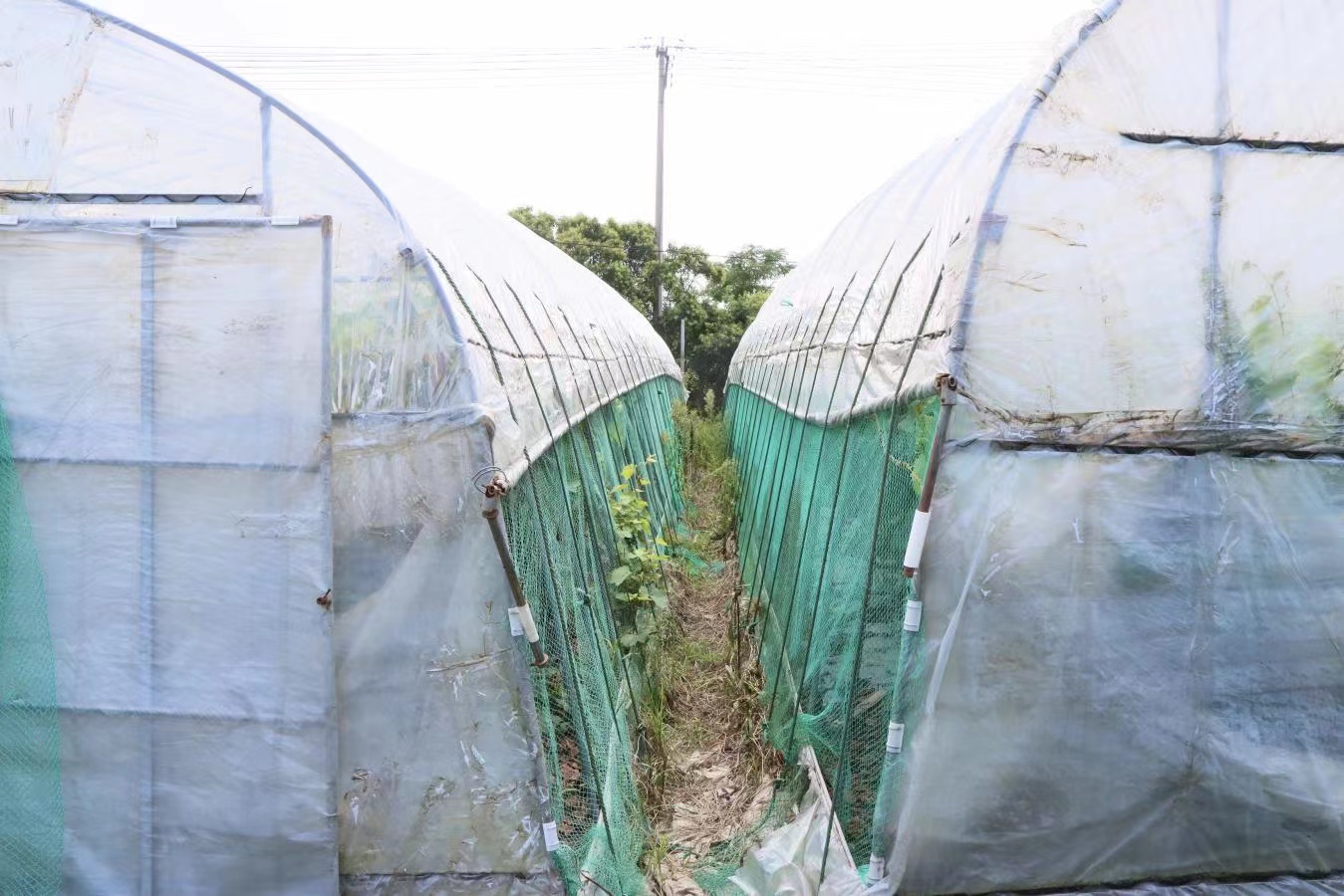 浙江舟山：岱西葡萄香满园 绘就共富新画卷_fororder_微信图片_20230817153535