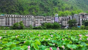 广西巴马长寿村：荷花开满塘 游客为“荷”来