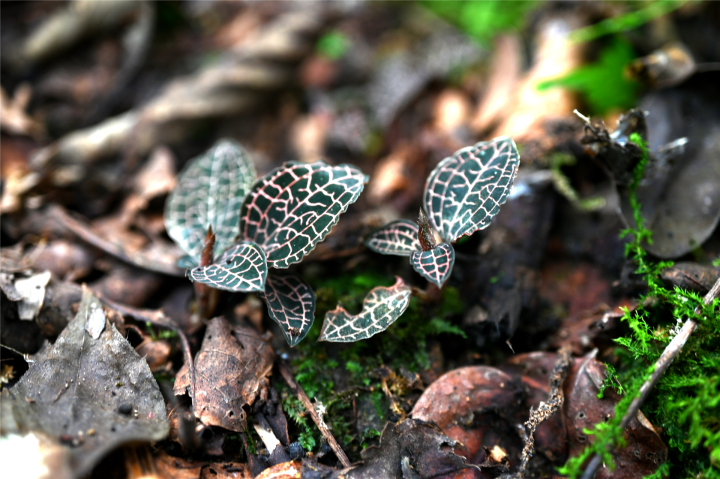 首个全国生态日 婺城发现浙江金线兰_fororder_1692087562175_64db350a1e6459000188c63b