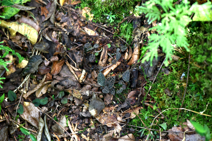 首个全国生态日 婺城发现浙江金线兰_fororder_1692087564503_64db350c1e6459000188c644