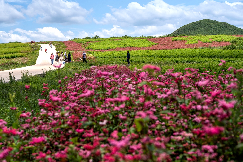 貴州威寧：蕎花爛漫引客來_fororder_2023年7月16日，遊客在貴州省畢節市威寧彝族回族苗族自治縣板底鄉雄鷹村觀賞蕎麥花。 (2)