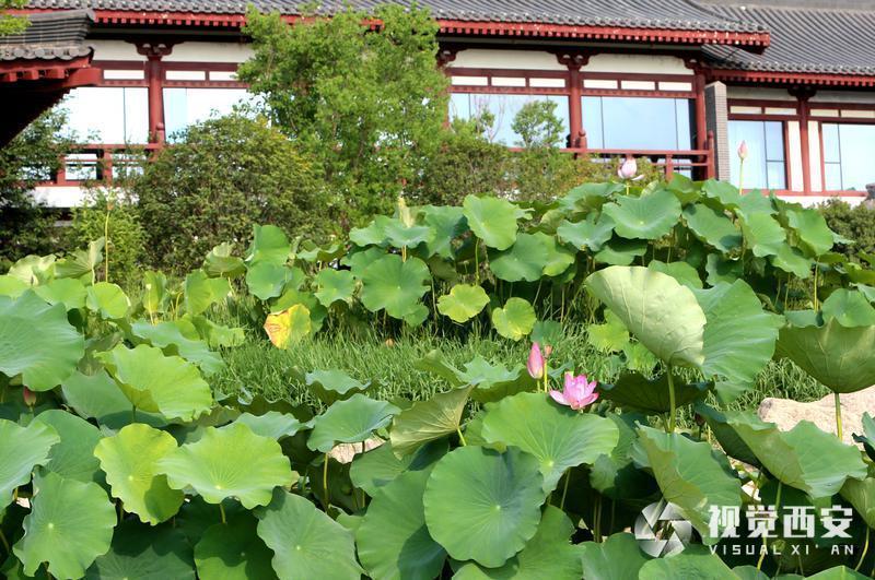 大唐芙蓉园荷花盛开