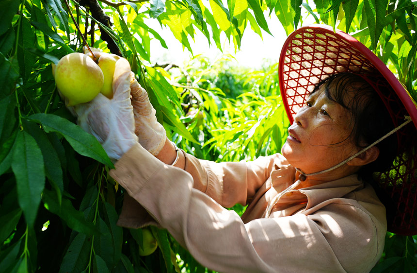 广西钟山：鹰嘴桃产销两旺富果农