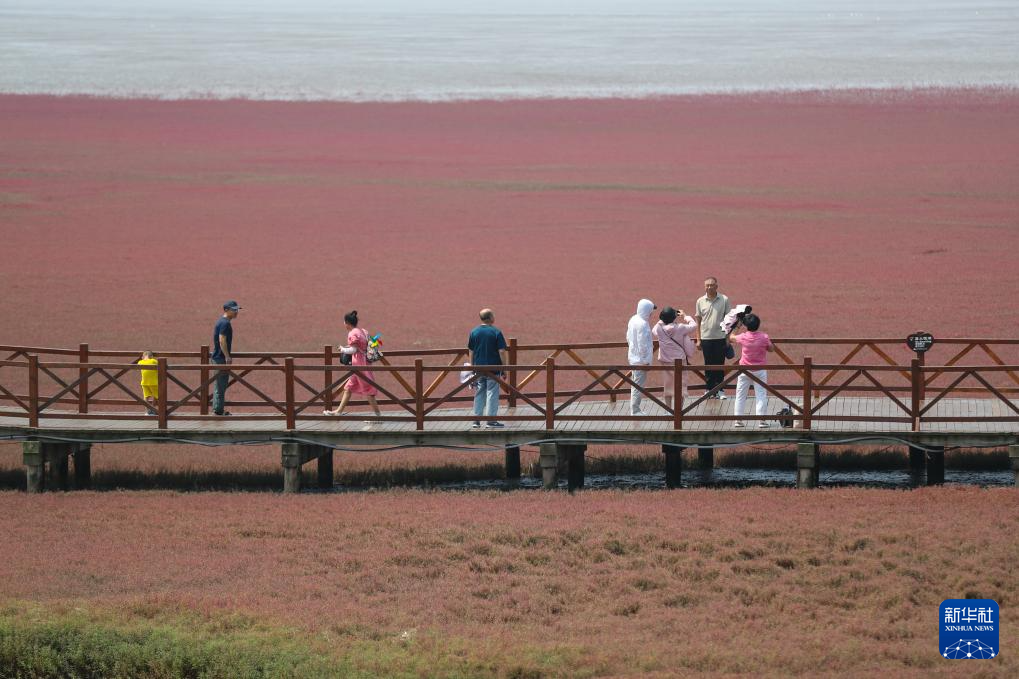 盘锦：夏游红海滩