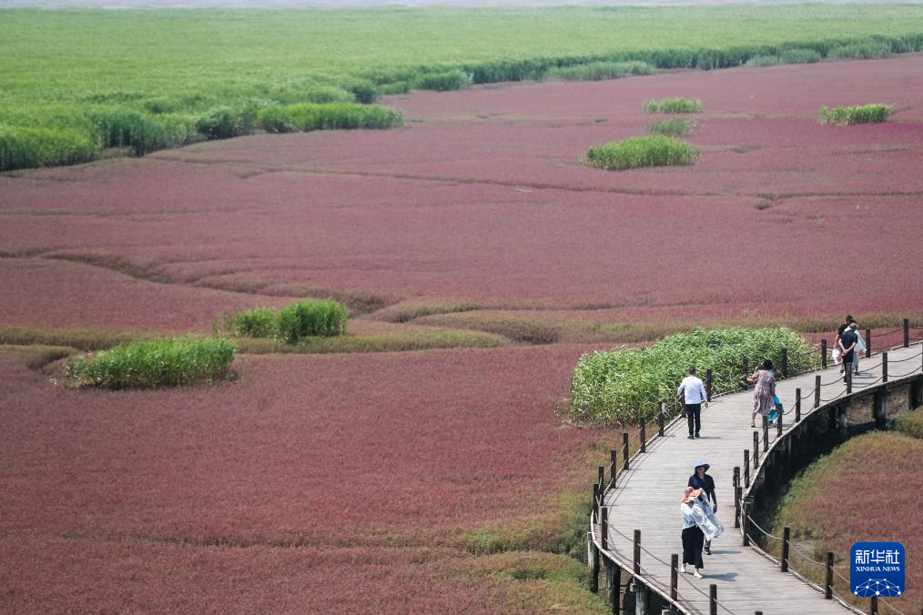 盘锦：夏游红海滩