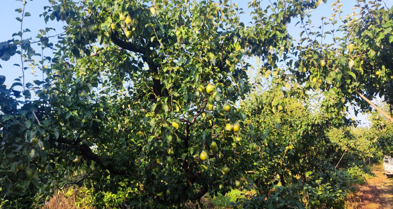 图片默认标题_fororder_1