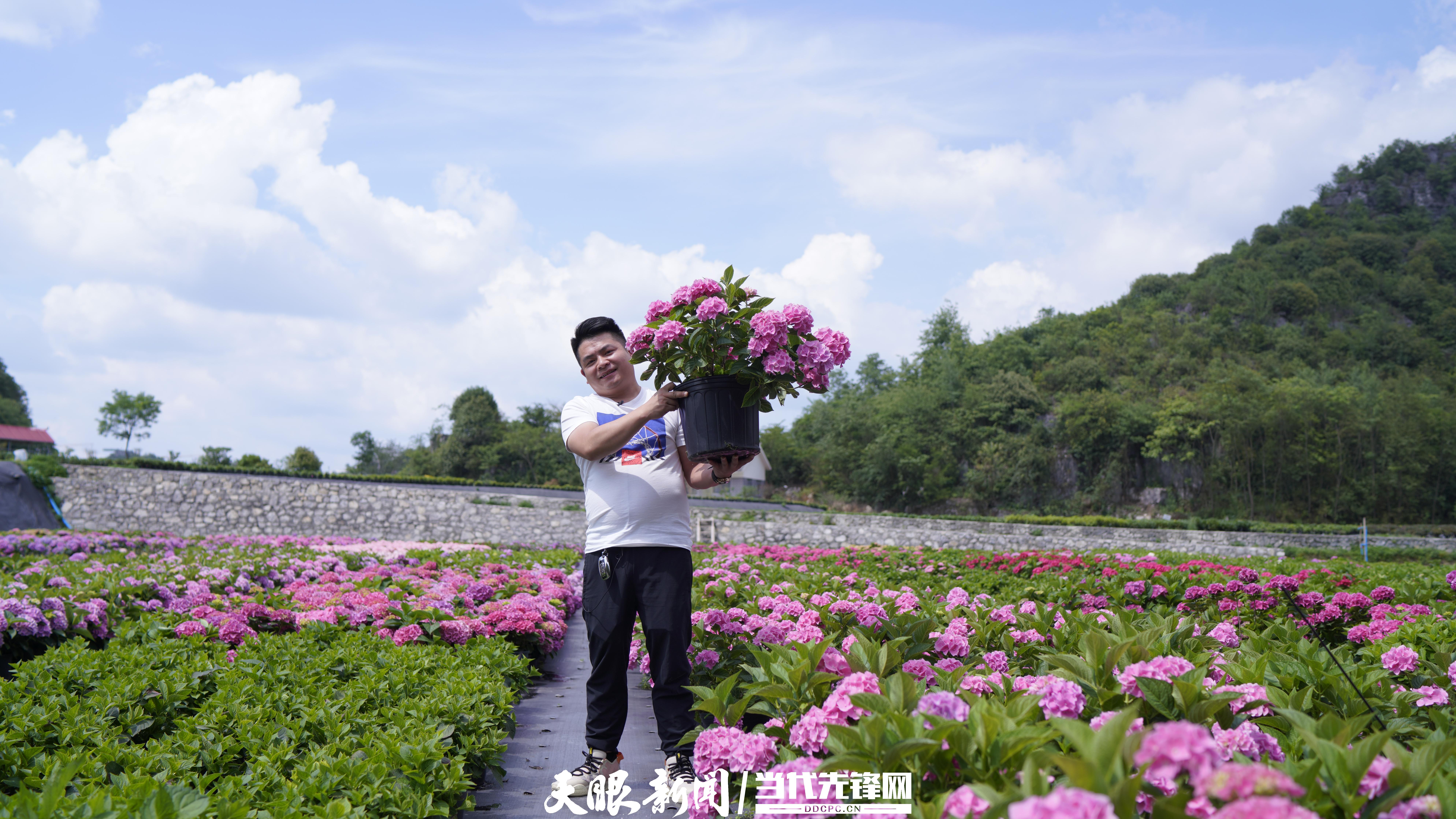 新發展理念的畢節實踐｜百里杜鵑：花海超百里，花外景更新