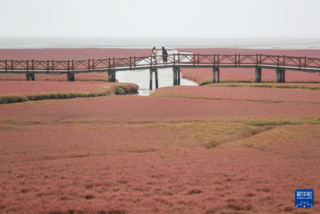 盘锦：夏游红海滩