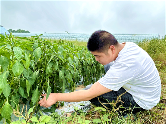 信阳市浉河区：“菜园子”铺就乡村振兴“金路子”_fororder_图片5