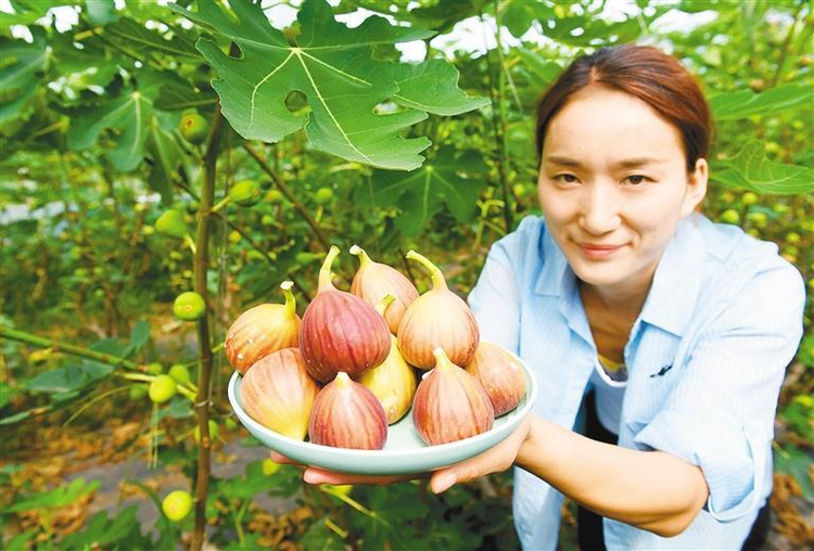 周至无花果“甜蜜”上市_fororder_图片6