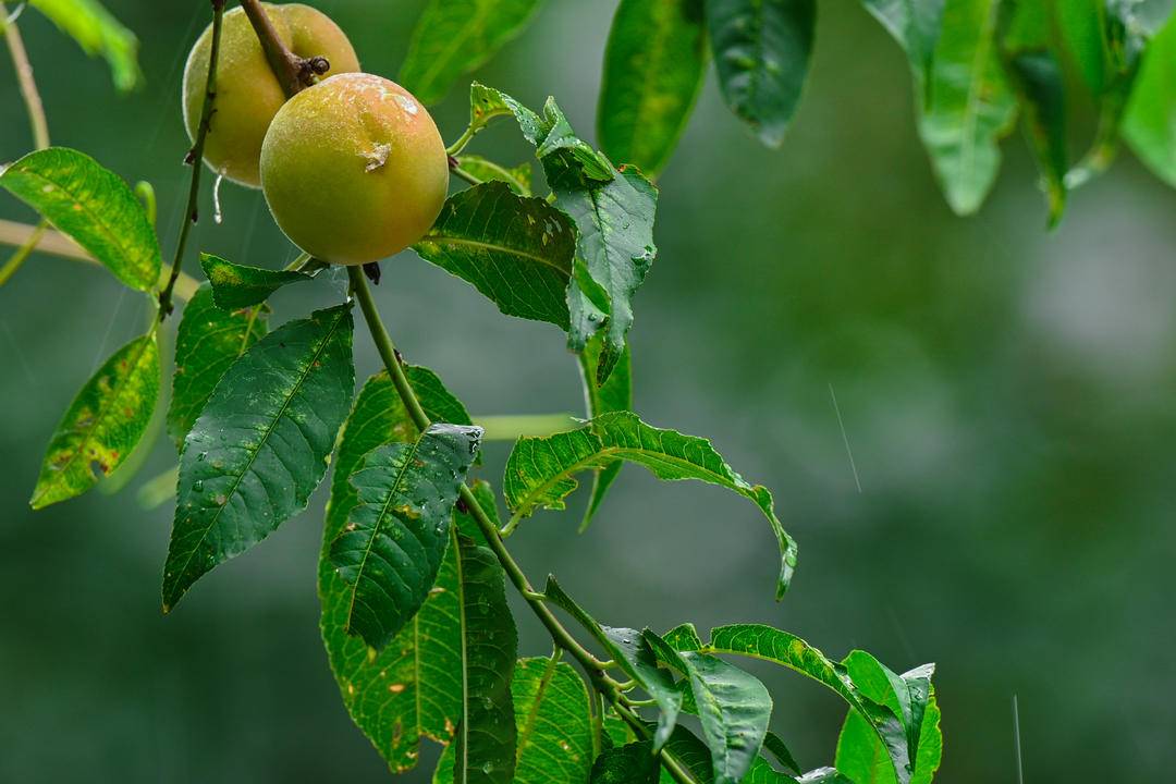 沈阳：出伏首场雨，阵阵送秋凉