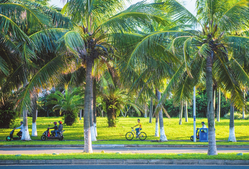 海口升级椰树绿化美化 处处椰影婆娑 不负椰城盛名