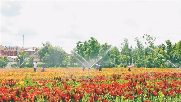 绚丽花海醉游人