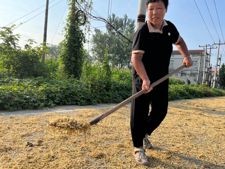 石家莊無極：太子參喜豐收 群眾致富有盼頭_fororder_圖片4