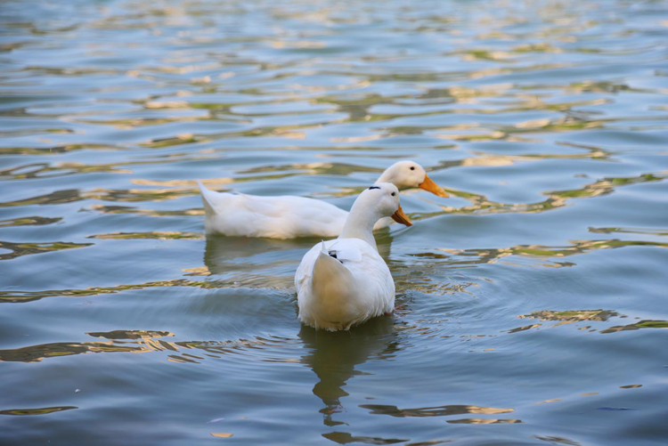 【Charming陕西】曲江池遗址公园：画中游园 徜徉千年古韵的文化之旅_fororder_图片13