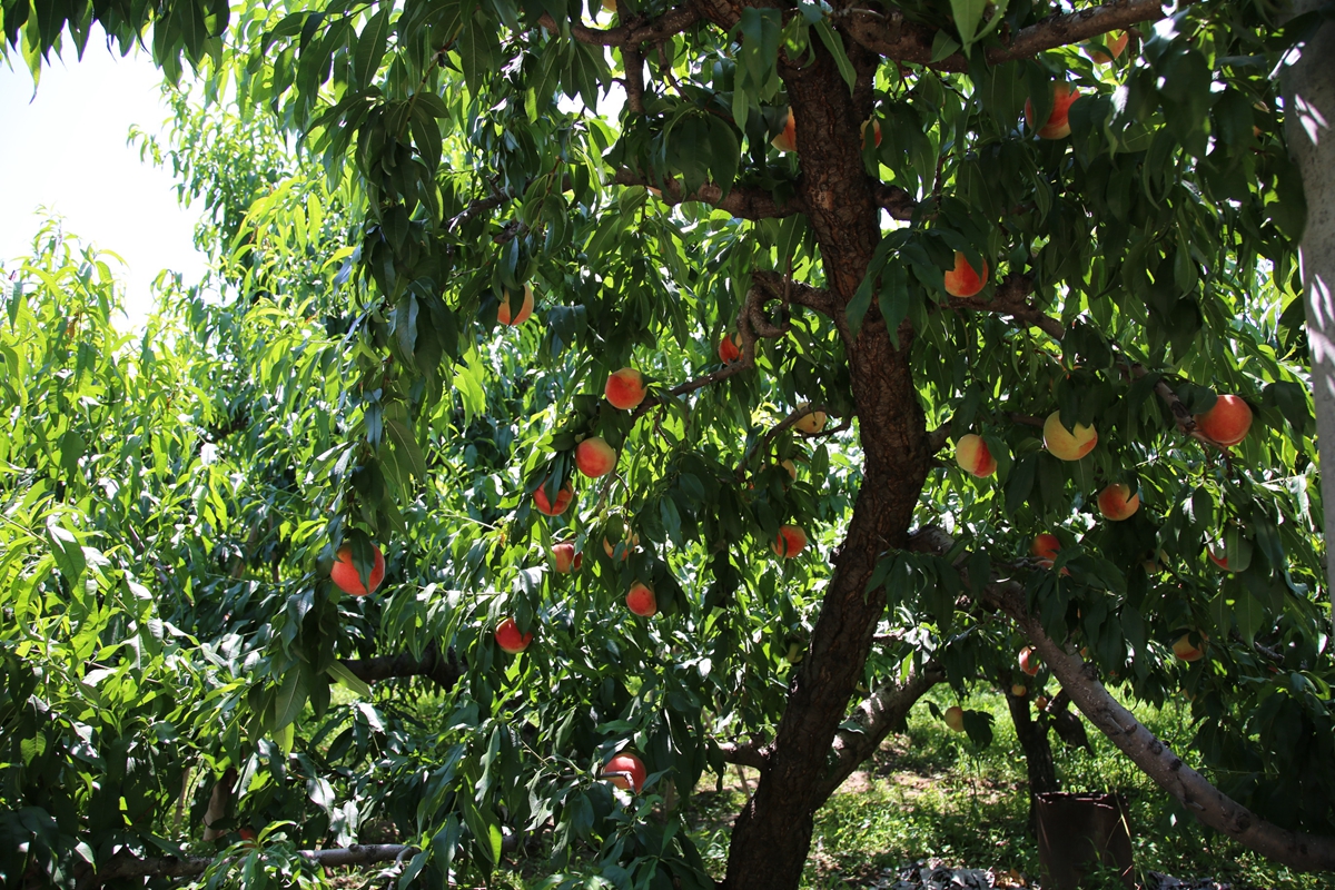 图片默认标题_fororder_满城区坨南乡成熟的桃挂满枝头 摄影 朱路.JPG