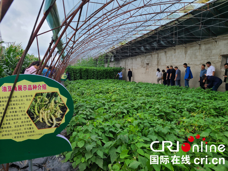 共謀發展、共創輝煌 東北(蘭西)油豆角産業發展大會正式啟幕_fororder_微信圖片_20230725155235