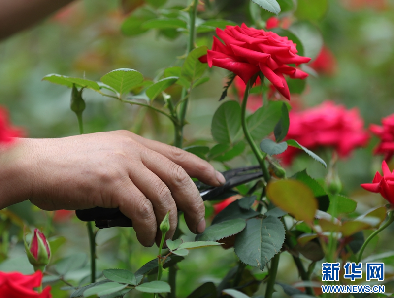 鄉味丨遼中玫瑰：“美麗經濟”綻放致富“花路”