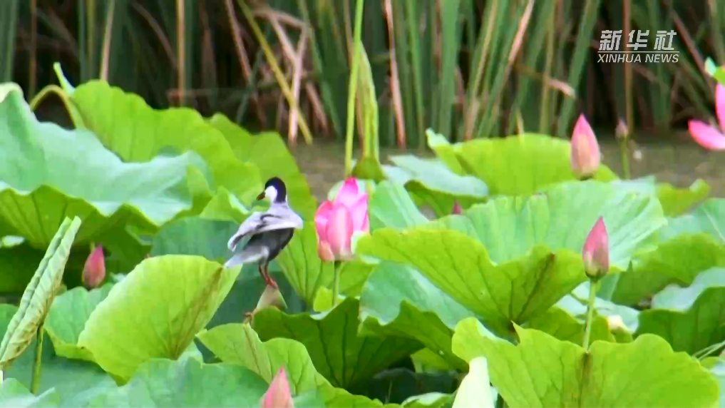 吉林查干湖：书写保护生态和发展生态旅游的绿色答卷