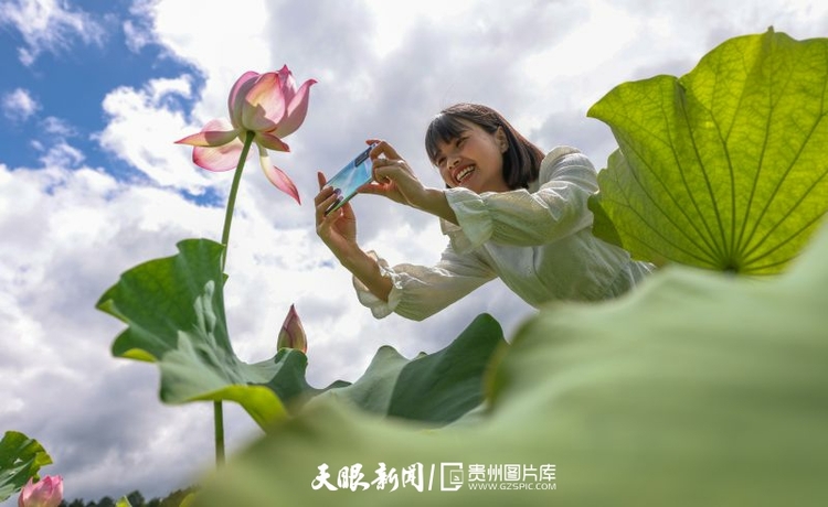 贵州各地：荷花竞放美天际