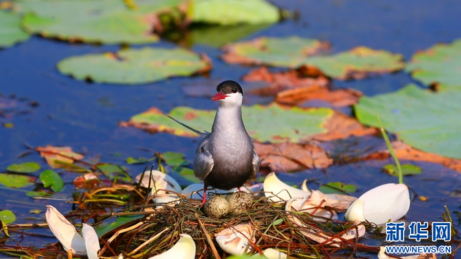 白洋淀：灰翅浮鸥的白洋淀“亲子时光”