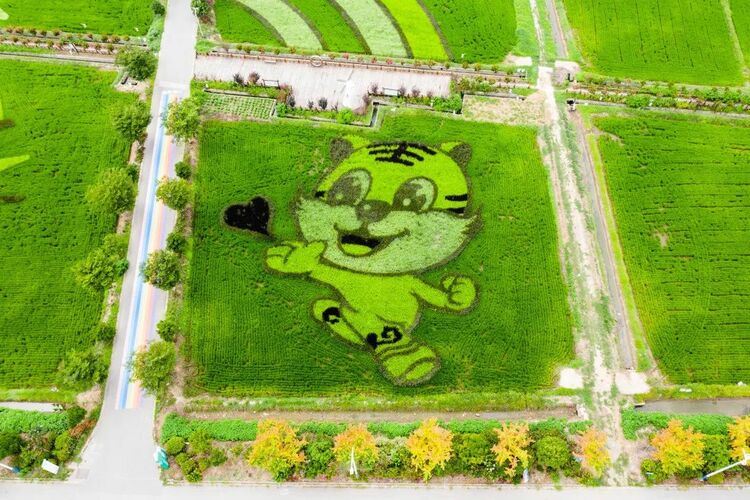 蘇州：稻田繪出好“豐”光