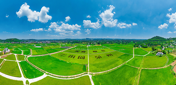 绿油油的稻田 摄影 廖志全航拍荣县观山镇赖河坝粮油现代农业园区
