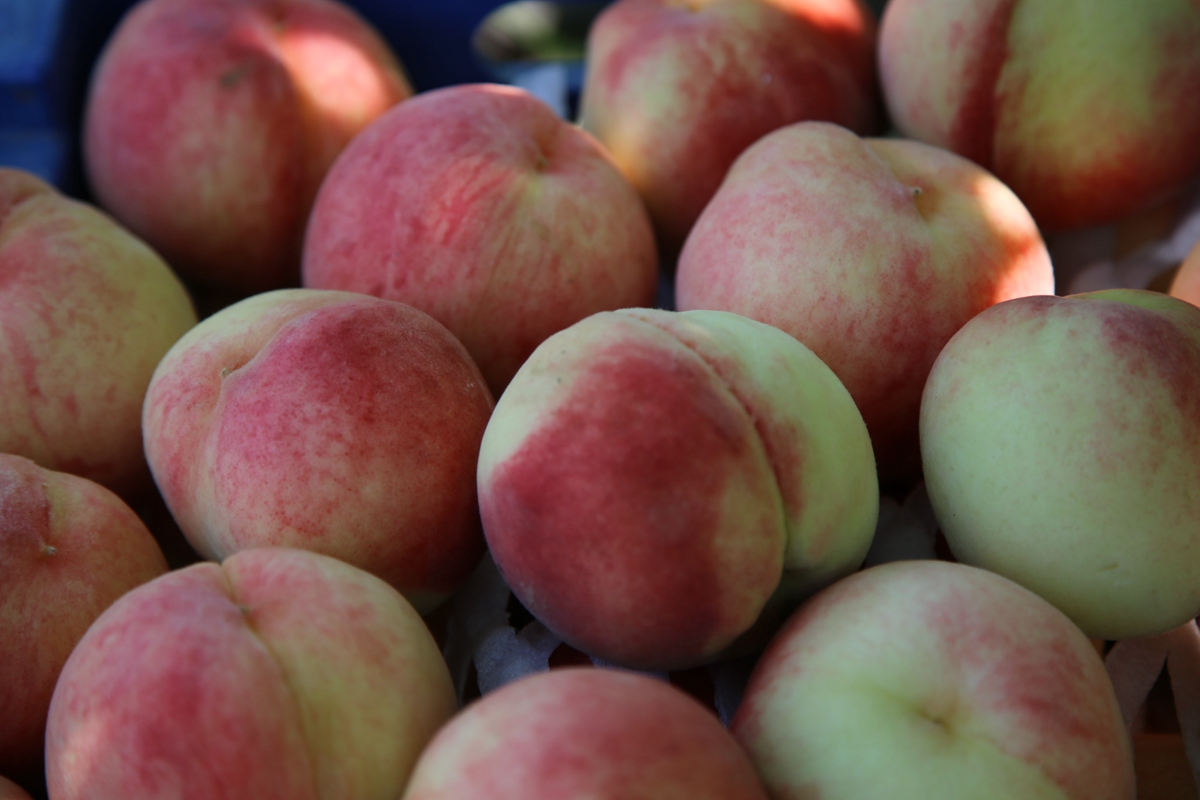 图片默认标题_fororder_九宝桃喜获丰收 摄影 朱路.JPG