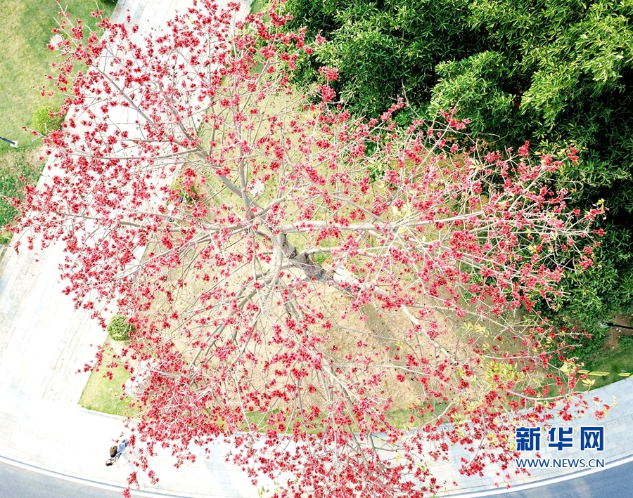【焦点图】【移动版 轮播图】【滚动新闻】福建泉州：春到刺桐如画图