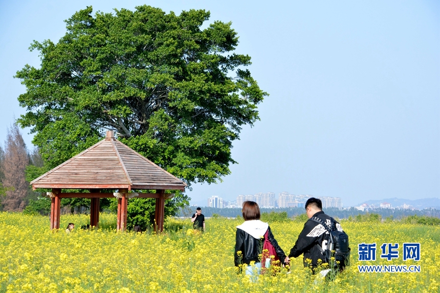 【焦点图】【移动版 轮播图】【滚动新闻】福建泉州：春到刺桐如画图