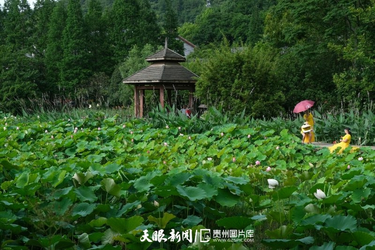 贵州各地：荷花竞放美天际