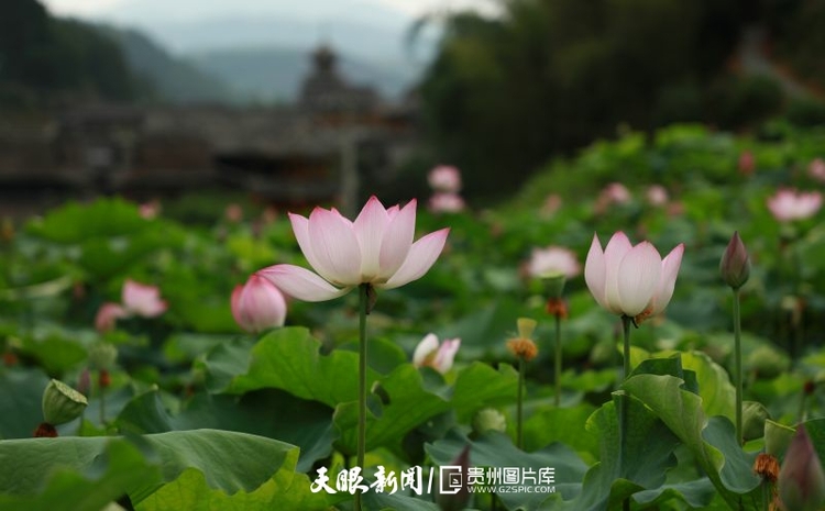 贵州各地：荷花竞放美天际