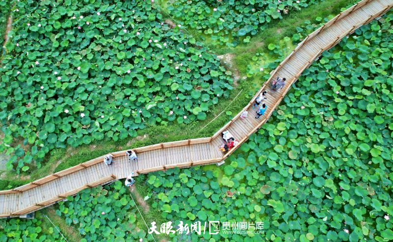 貴州各地：荷花競放美天際