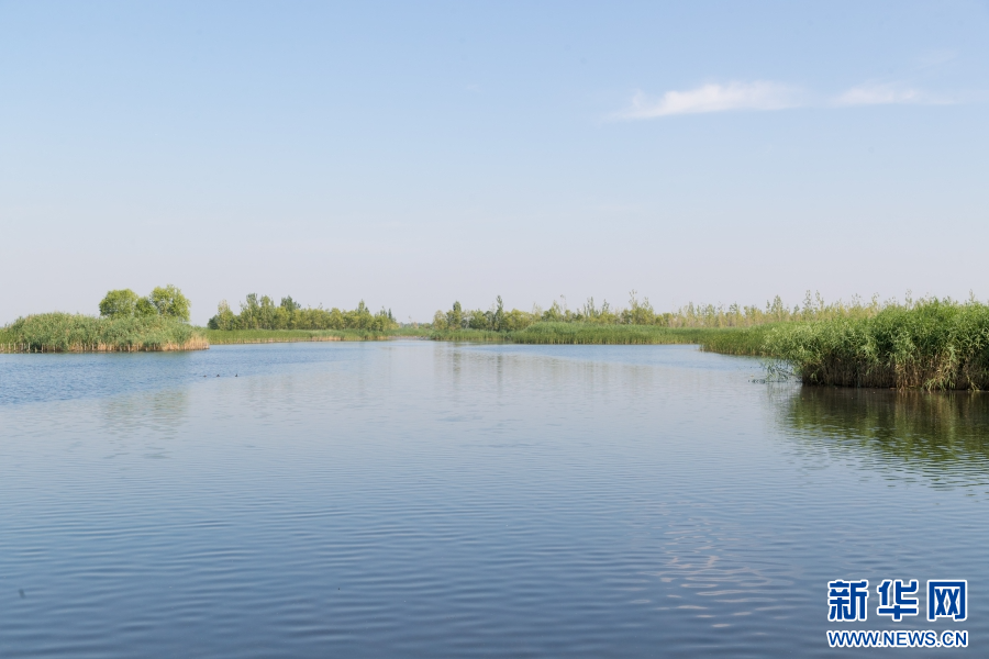 白洋淀：灰翅浮鸥的白洋淀“亲子时光”