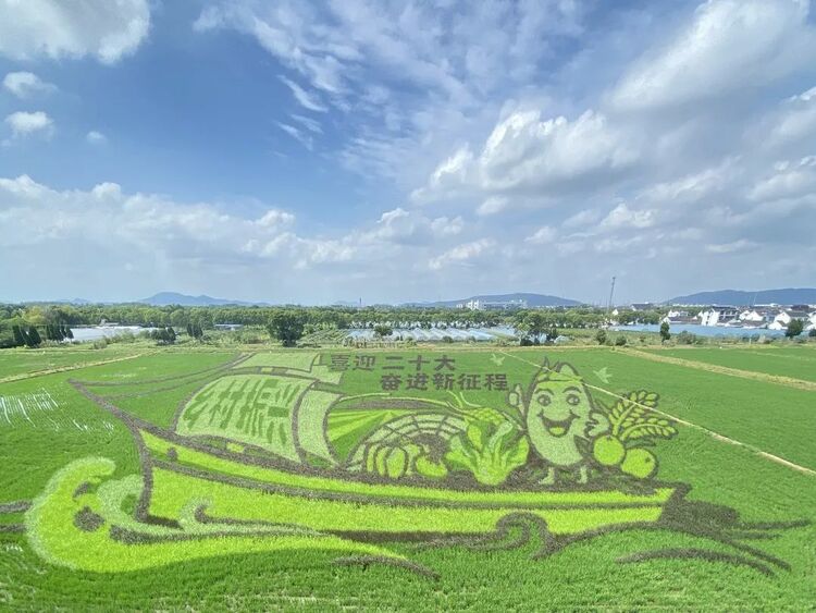 蘇州：稻田繪出好“豐”光