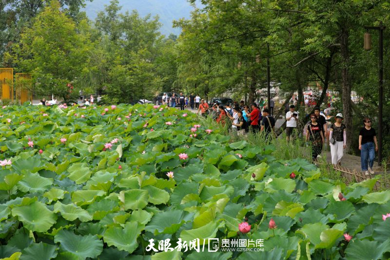 贵州各地：荷花竞放美天际