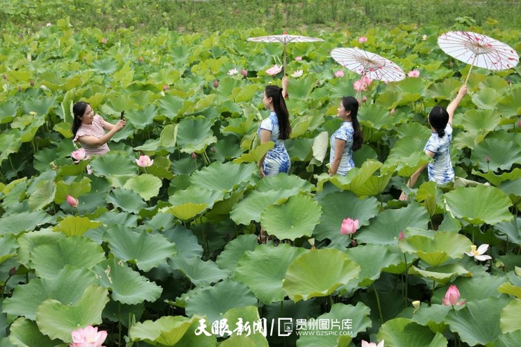 贵州各地：荷花竞放美天际