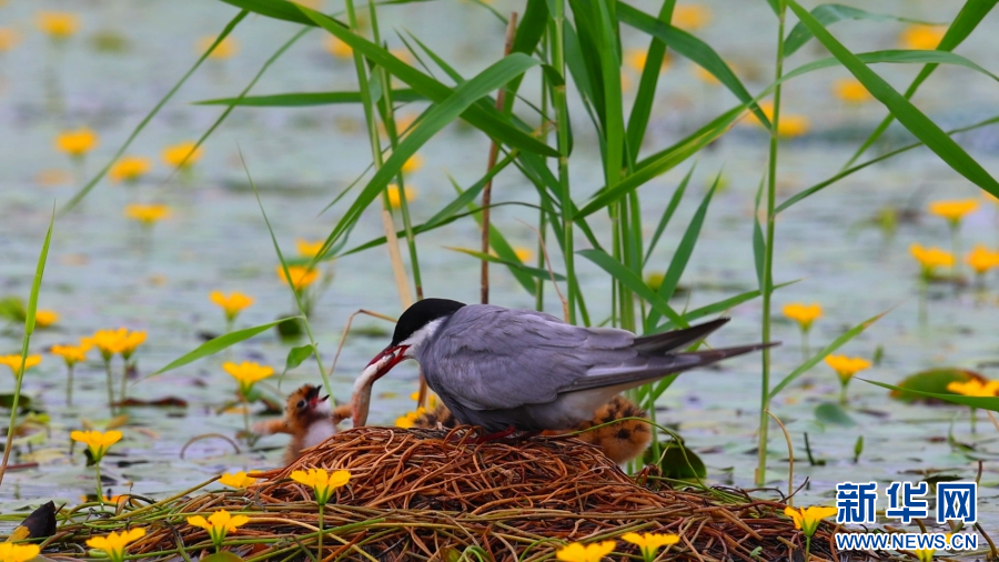 白洋淀：灰翅浮鸥的白洋淀“亲子时光”