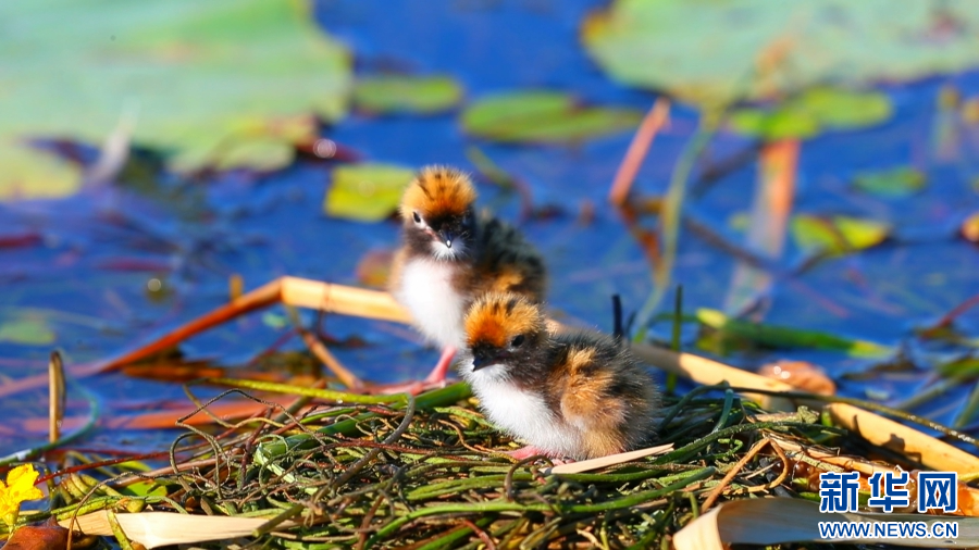 白洋淀：灰翅浮鸥的白洋淀“亲子时光”